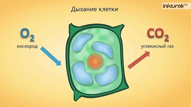 Жизнедеятельность клетки, ее деление и рост | Биология 6 класс #4 | Инфоурок смотреть онлайн