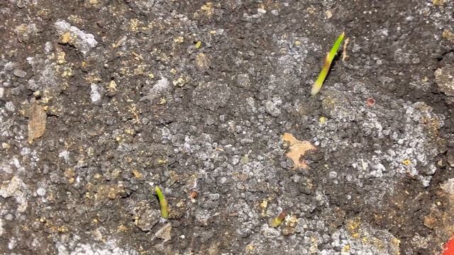 Пальма Вашингтония нитчатая. Настоящие пальма с AliExpress смотреть онлайн