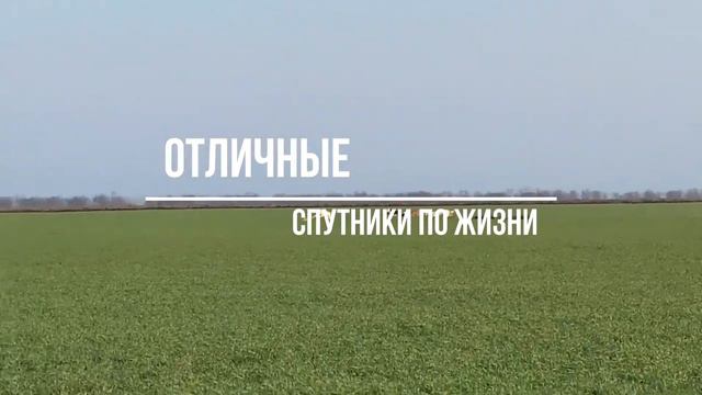 Грейхаунд: порода собак для скорости и элегантности | Описание об их потрясающих способностях смотреть онлайн
