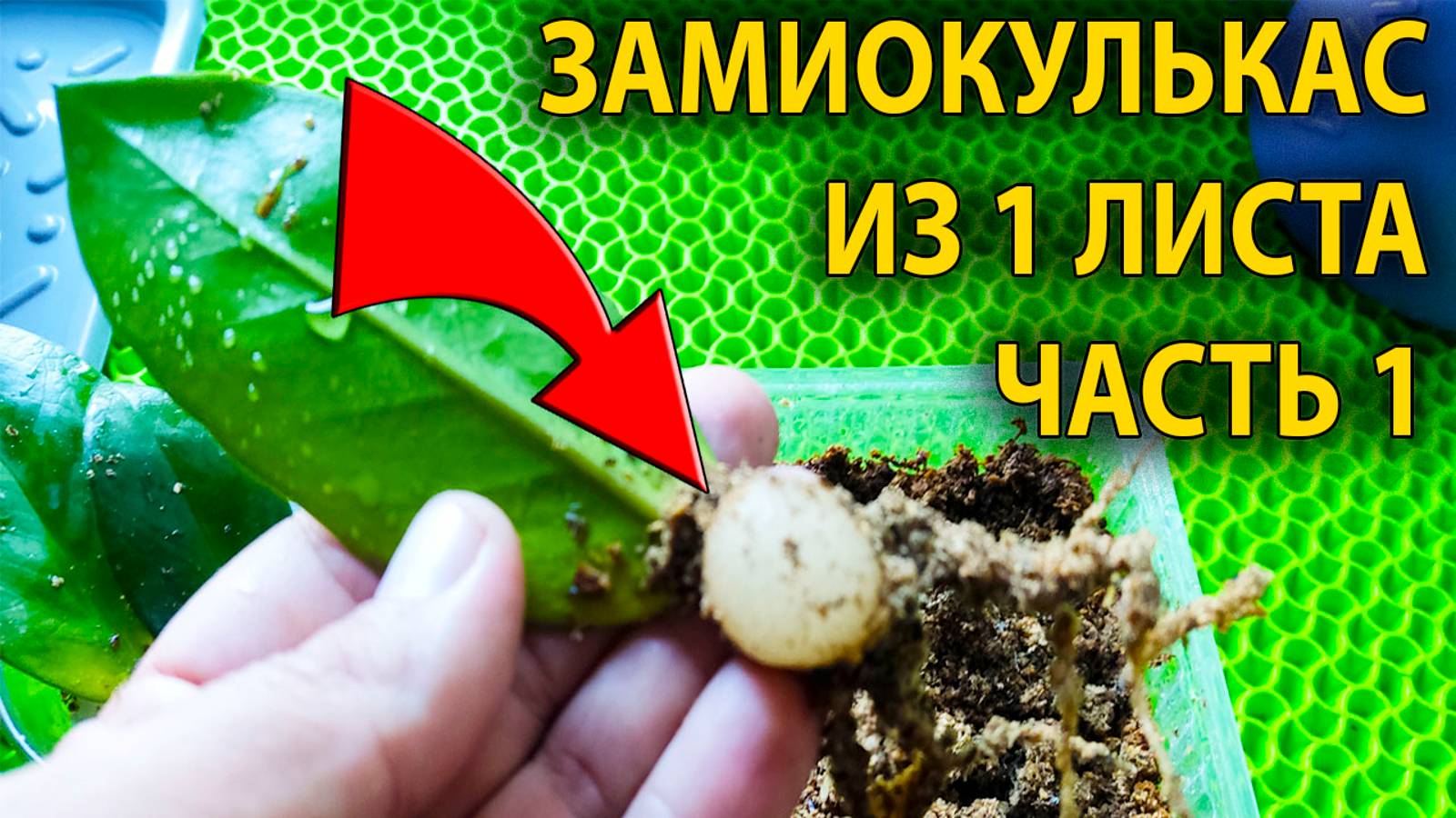 🤯 Замиокулькас из одного ЛИСТА? Размножение замиокулькаса: проще, чем вы думаете! Часть 1 смотреть онлайн