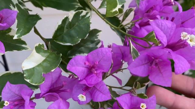 Variegated Bougainvillea. Blueberry Ice Bougainvillea Update!