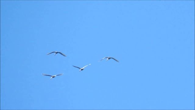 Лебеди летят в тёплые края смотреть онлайн