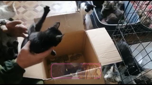 Очередной подарок, три котёнка подкинули к воротам. смотреть онлайн