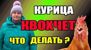 Курица квохчет. Что делать?