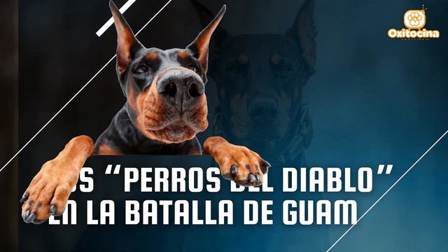 🐶 HISTORIA DEL DÓBERMAN смотреть онлайн