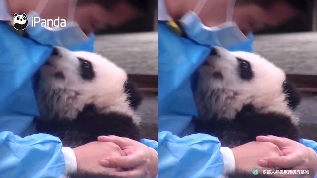 Панды для нянь как собственные дети|CCTV Русский смотреть онлайн