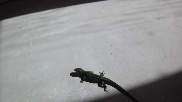 Зелёная ящерица изумрудная красавица в доме смотреть онлайн