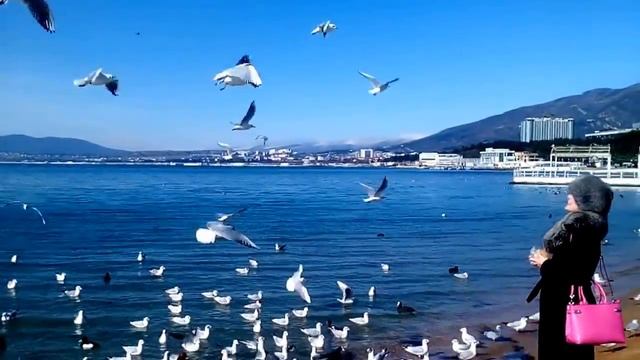 Так можно кормить чаек на море смотреть онлайн