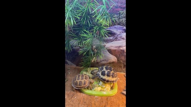 Черепашки кушают салатик. Знакомьтесь: Тимоша и Агата смотреть онлайн