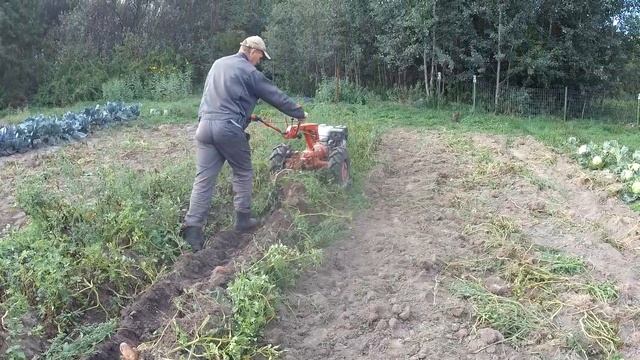 Уборка картофеля мотоблоком мтз Беларус с плугом! смотреть онлайн
