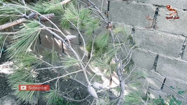 أروع بتبتة حسون جماعية , بعد اليوم لن يسكت حسونك عن الغناء أبدا смотреть онлайн