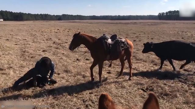 15 Wild Animals That Saved Human Lives смотреть онлайн