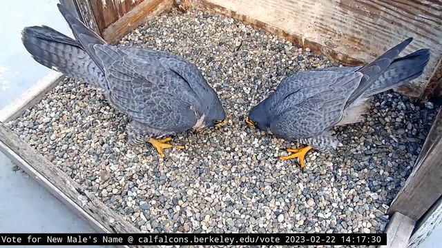 2/22/23 Cal Falcons: "ANNIE and LOU" смотреть онлайн