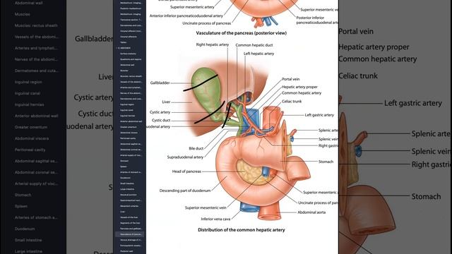 GIT and RENAL Review session Lecture 3 смотреть онлайн