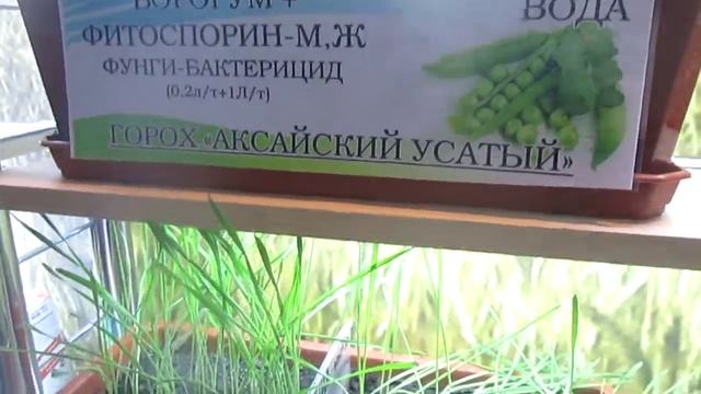 Эффективность Фитоспорина смотреть онлайн