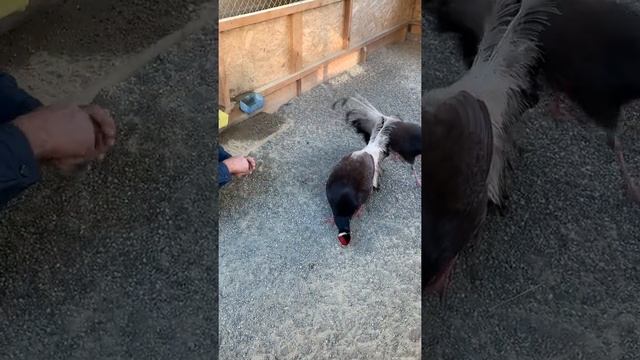 Коричневый ушастый фазан смотреть онлайн