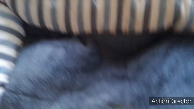 Быстрый способ отчистить всё от щерсти питомцев???