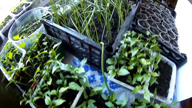 Ремонт теплицы / Рассада / Проращиваем картофель смотреть онлайн