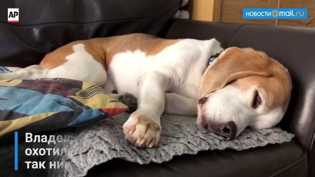 Бигль лает во сне смотреть онлайн