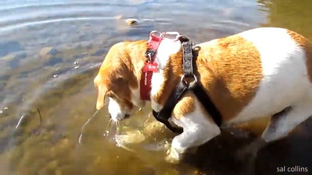 Sparkie (Jack Russell) ... cleaning the lake смотреть онлайн