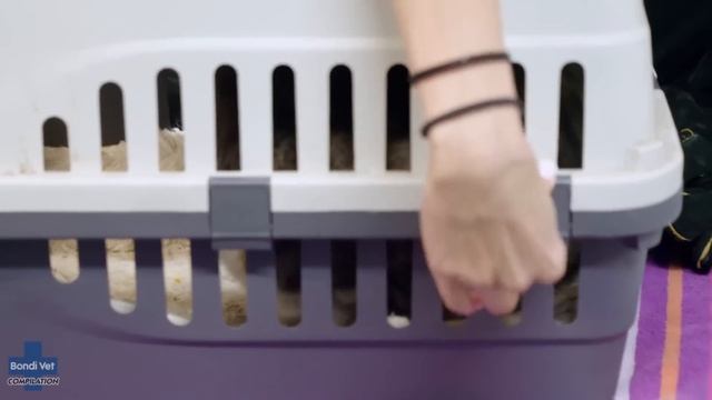 Top 5 Pet's Weirdest Eye Cases ? | Bondi Vet Compilation | Bondi Vet смотреть онлайн