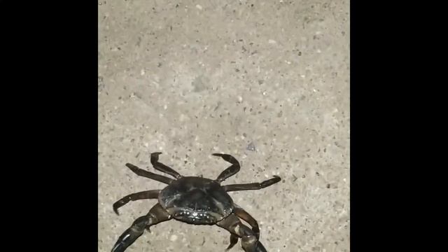 почему КРАБЫ ходят боком? смотреть онлайн