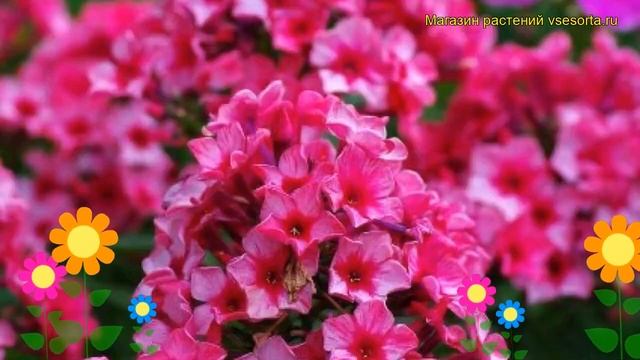 Флокс метельчатый Ред Карибиан. Краткий обзор, описание характеристик phlox paniculata Red Caribbia смотреть онлайн