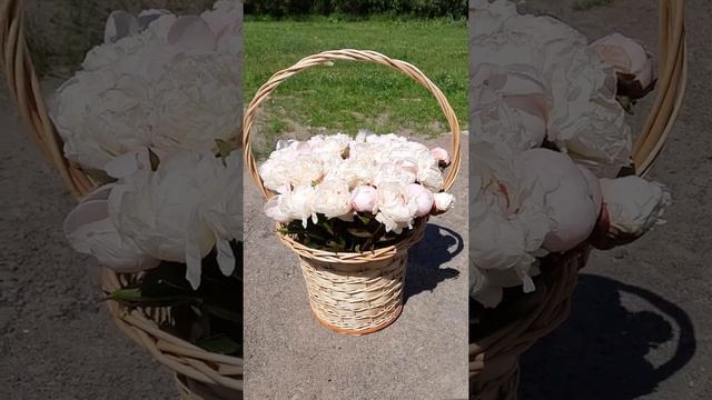 Корзина из 51 пиона