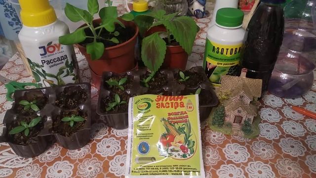 Эпин и Циркон в помощь огородникам. смотреть онлайн