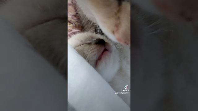 Котенок спит и чмокает ротиком во сне смотреть онлайн