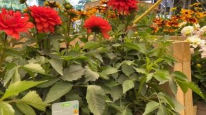 Георгины Низкорослые! Dahlia Melody Aperto Serie. London Обзор