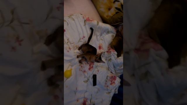 Абиссинская кошка играет с шариком часть 1 🐈 смотреть онлайн