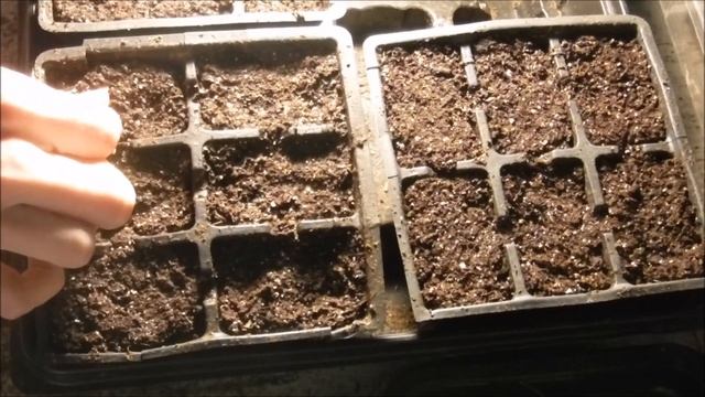 how to grow petunias from seed, how to sow petunia seeds, what do petunia seedlings look like смотреть онлайн