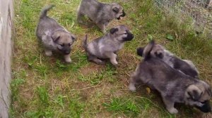 Норвежская лосиная лайка (элкхунд)