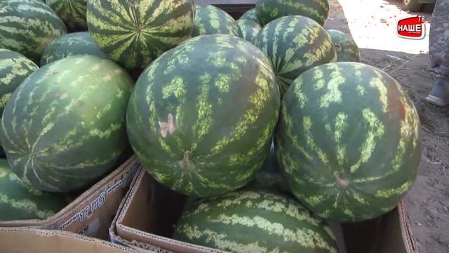 Как выбрать сладкий арбуз смотреть онлайн