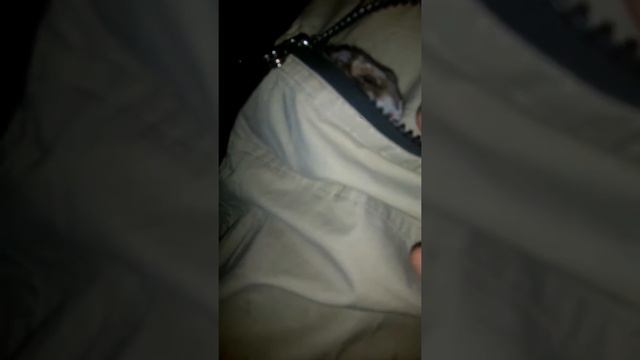 Хомка в кармане. смотреть онлайн