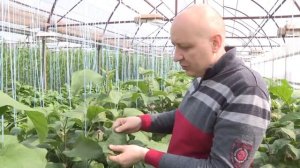 Баклажан Фабина  - раннеспелый гибрид баклажана. Высокая устойчивость к болезням.