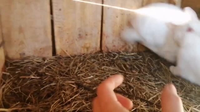 ЕДИНСТВЕННАЯ ПРОБЛЕМА ЗИМНЕГО СОДЕРЖАНИЯ КРОЛИКОВ В КЛЕТКАХ НА УЛИЦЕ смотреть онлайн