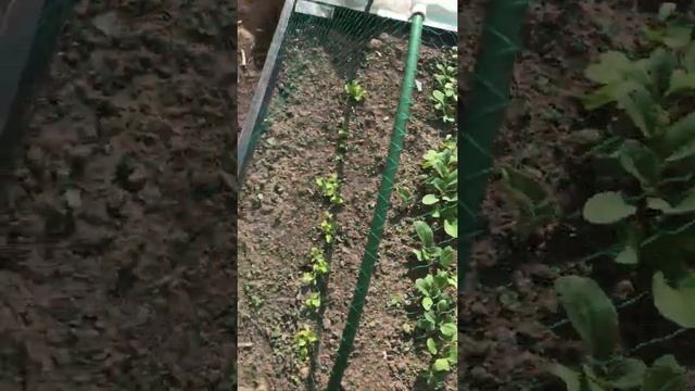 Защита грядок от кошек и птиц 2 смотреть онлайн