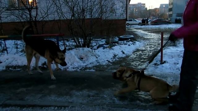 Можно ли перевоспитать эту собаку? смотреть онлайн