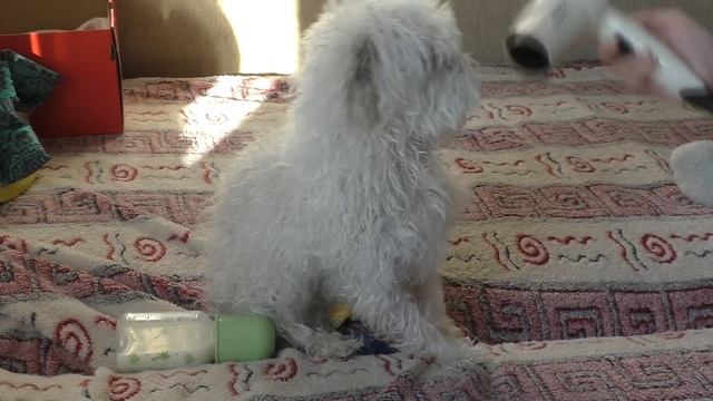 ШОК! ПОДКИНУЛИ ЩЕНКА И КОТЁНКА смотреть онлайн