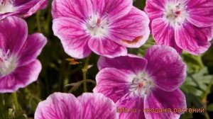 Герань кроваво-красная Элке (geranium elke) ? герань Элке обзор: как сажать саженцы герани Элке