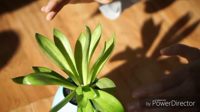 Музыкальный цветочный горшок Smart Music flowerpot смотреть онлайн