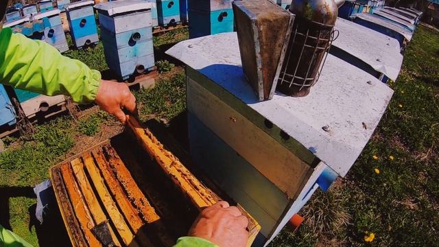 Расширение пчелиного гнезда смотреть онлайн