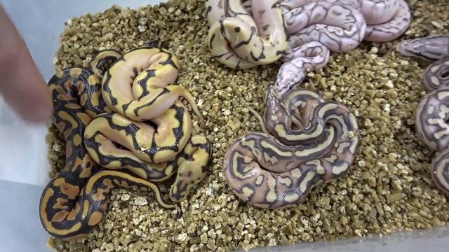 6 Clutch Updates And 3 Ball python Egg Cutting !!! смотреть онлайн