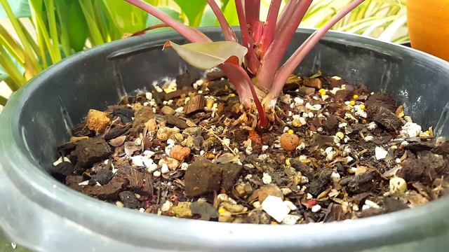 เสน่ห์จันทร์เงิน อยู่ๆก็ด่างเฉยเลย Homalomena lindenii : หลงไม้ใบ EP.48 смотреть онлайн