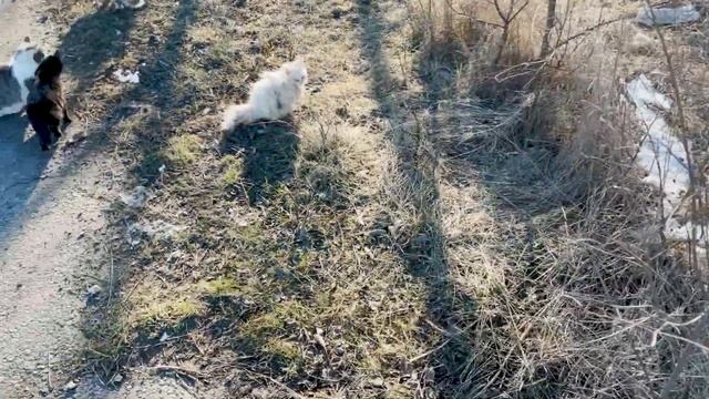 A little stray kitten has eye problems and I am trying to save his eyesight смотреть онлайн