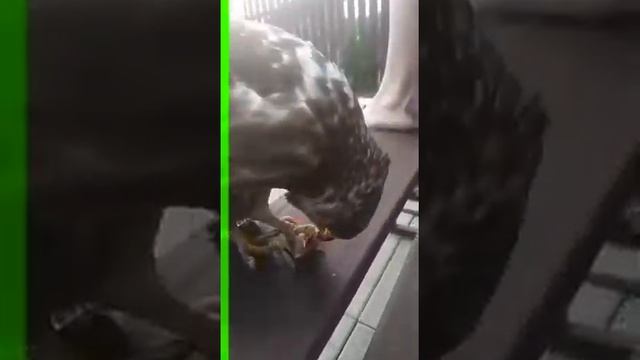 Прилетела птица на дачу смотреть онлайн