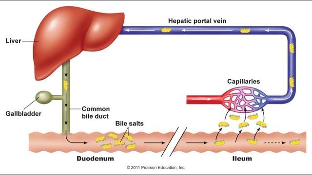 Анатомия и физиология - Лекция 68 - Всасывание в тонкой кишке, толстая кишка