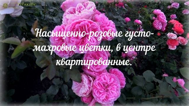 Леонардо да Винчи! Без этой розы сад-не сад! смотреть онлайн